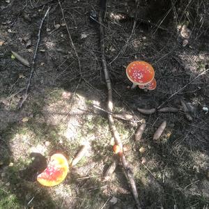 Fly Agaric