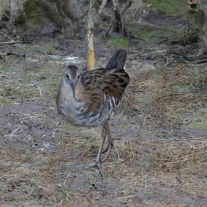 Water Rail