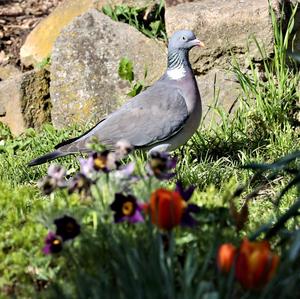 Common Wood-pigeon