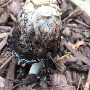 Shaggy Mane