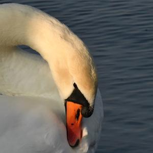 Mute Swan