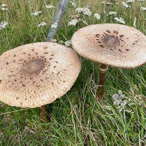 Parasol Mushroom