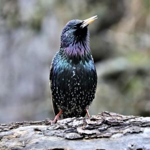 Spotless Starling