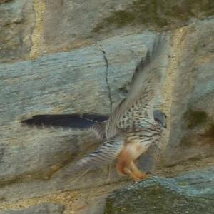 Common Kestrel