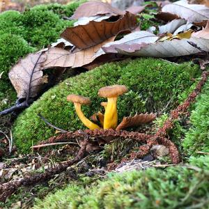 Trumpet Chanterelle