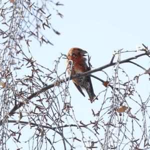 Red Crossbill