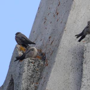 Eurasian Crag-martin