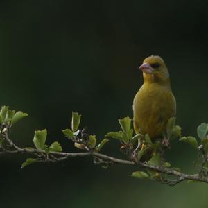 European Greenfinch