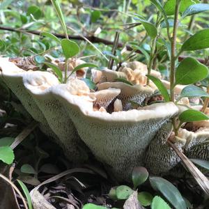 Funnel Tooth