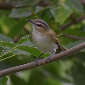 Rotaugenvireo