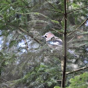 Eurasian Jay