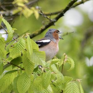 Eurasian Chaffinch