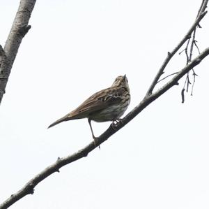 Tree Pipit