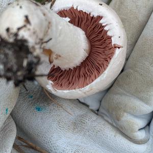 Meadow Agaric