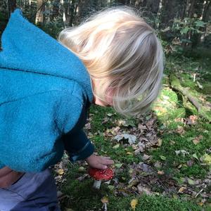 Fly Agaric