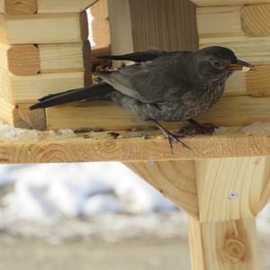 Eurasian Blackbird