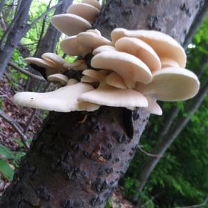 Oyster Mushroom