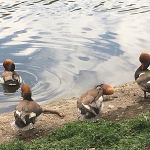 Red-crested Pochard