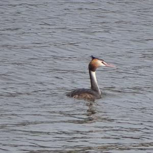 Great Crested Grebe