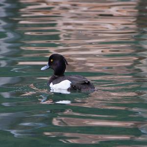 Tufted Duck