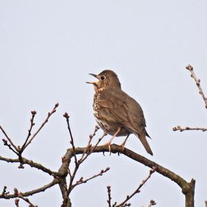 Song Thrush