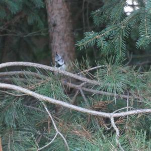 Crested Tit