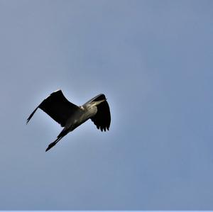 Grey Heron