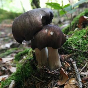 Broad-gilled Agaric