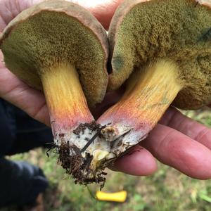 Red-cracked Bolete