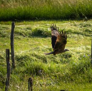 Black Kite