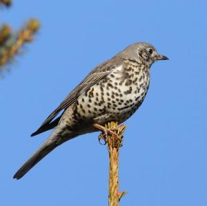 Mistle Thrush