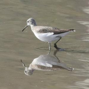 Green Sandpiper