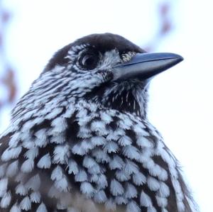 Spotted Nutcracker