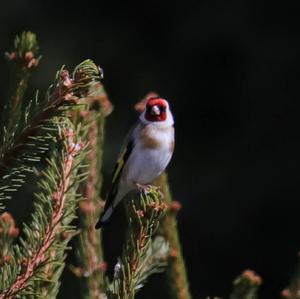 European Goldfinch