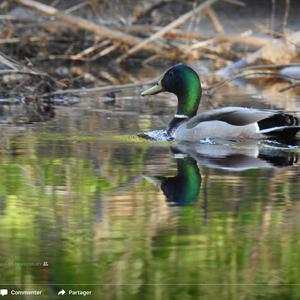 Mallard