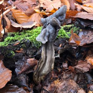 Fluted Black Helvella