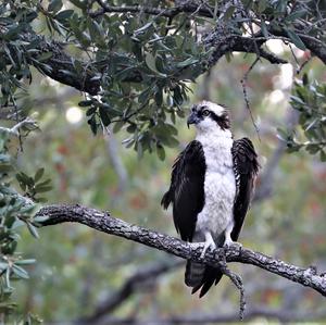 Osprey