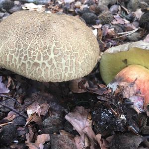 Scarlet-stemmed Bolete