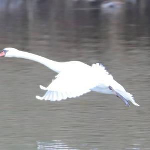 Höckerschwan