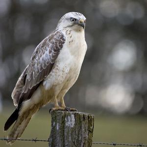 Common Buzzard