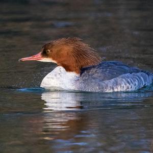 Common Merganser