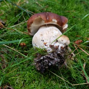 King Bolete