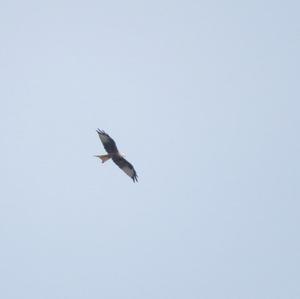 Red Kite