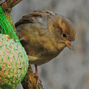 House Sparrow