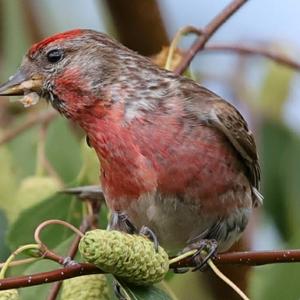 Common Redpoll