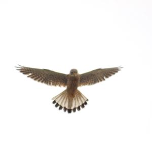 Common Kestrel