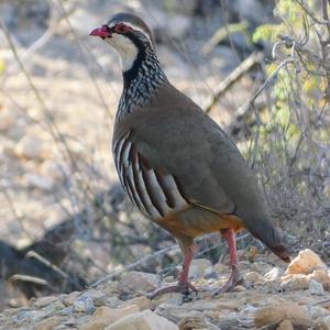 Red-legged Partridge