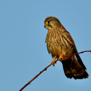 Common Kestrel