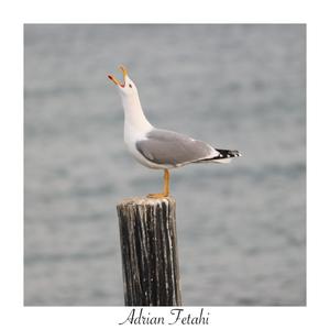 Herring Gull