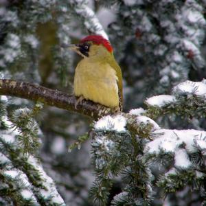 Eurasian Green Woodpecker